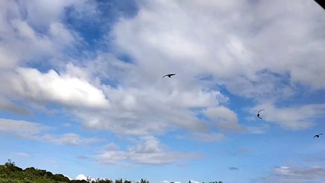 Free Flight na ulit si Chelsea | African Grey Parrot Free Flight смотреть онлайн