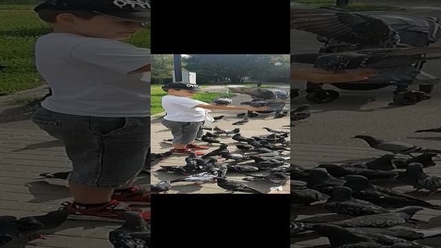 Ручные голуби