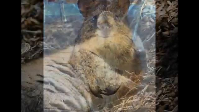 Квокка самый прикольный улыбчивый зверек на свете Самое милое животное Кенгуру смотреть онлайн