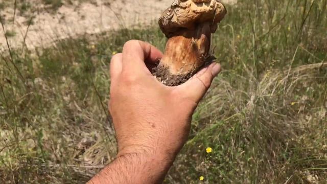 BOLETUS AEREUS EN ROBLE Y BREZO 1 de Julio 2021, En la provincia de Burgos. смотреть онлайн