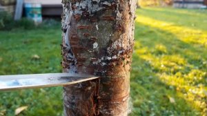 Залечиваем ствол черешни..