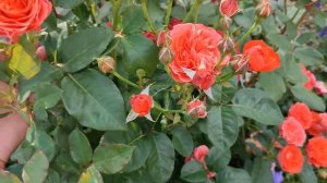 Роза Леди оф Белград в Подмосковье