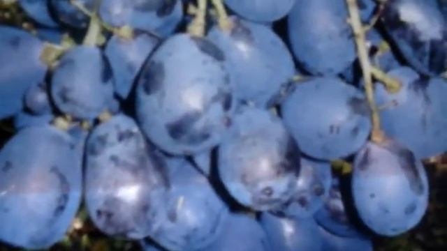 Виноград Ришелье смотреть онлайн