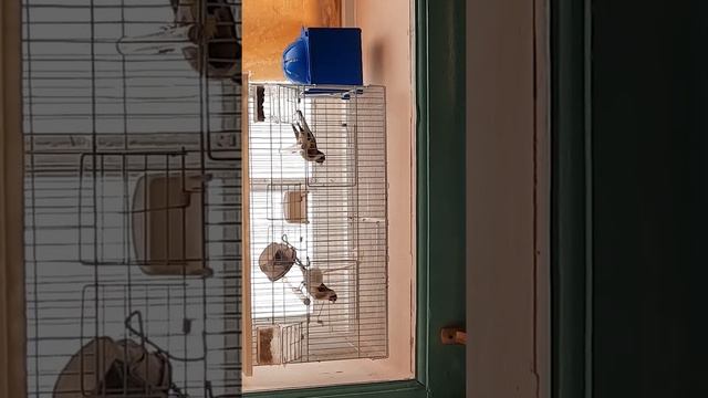 щегол и песса и самка смотреть онлайн