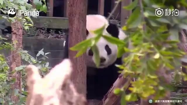 Панда и павлин смотреть онлайн