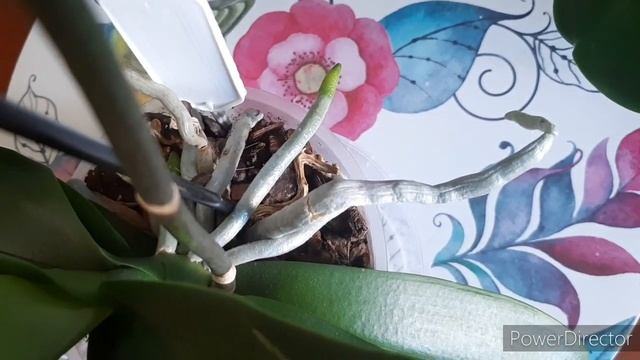 Новая Орхидея Зацветает/Полив Орхидеи в ЗС/ Домашние Орхидеи (17 мая 2022г.) смотреть онлайн