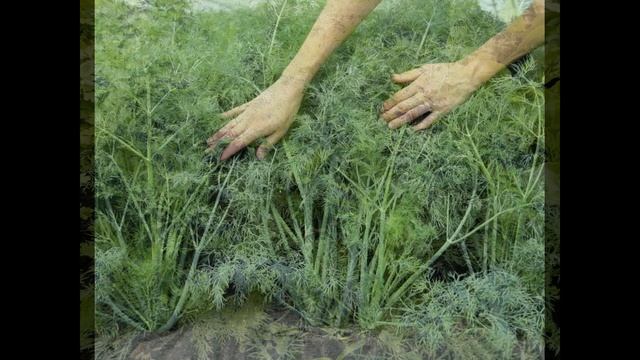 Обзор сорта укроп "Аллигатор" (характеристики, свойства, фото) смотреть онлайн