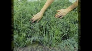 Обзор сорта укроп "Аллигатор" (характеристики, свойства, фото)