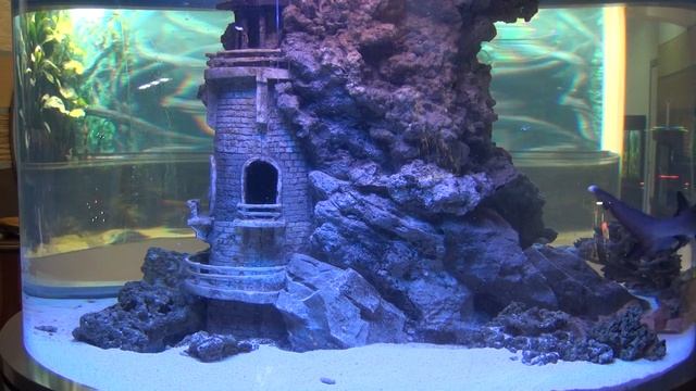 Кормление акулы в салоне «Аква Лого на Тропарёво» смотреть онлайн