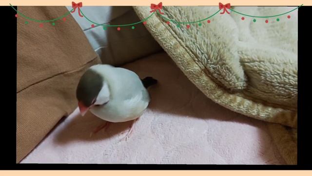 お母さんとシナモン文鳥ももまるさんJava sparrow Momomaru and mom मोमोमारू और माँ مومومارو وأميMomomaru মোমোমারু আর মা смотреть онлайн