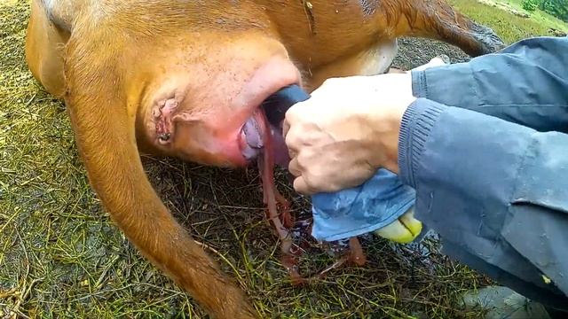 Как рожает корова  СЛАБОНЕРВНЫМ НЕ СМОТРЕТЬ реальное видео жесть