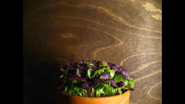 Базилик смотреть онлайн