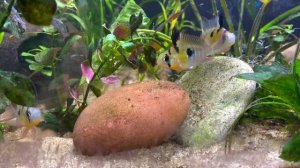 Апистограммы: от икры до мальков