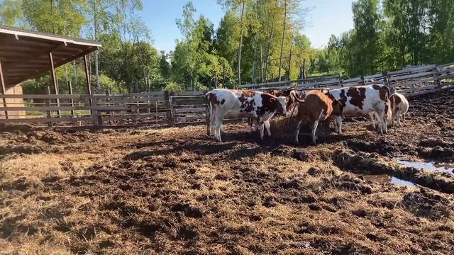 Как осеменять телок?