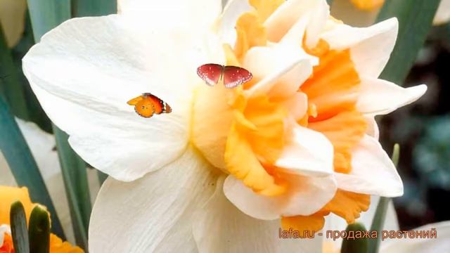 Нарцисс махровый Экстраваганца (nartsiss) ? обзор: как сажать, луковицы нарциссы Экстраваганца смотреть онлайн