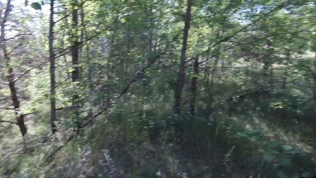 Грибы в пустыне. Жара, а они растут. смотреть онлайн