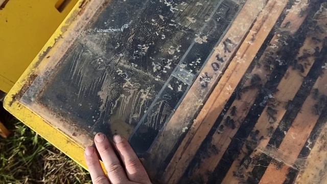 Отводок на одну рамку расплода (07.05.21) смотреть онлайн