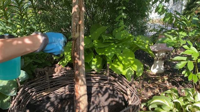 Морозобоина на Иве козьей Килмарнок. Лечение смотреть онлайн