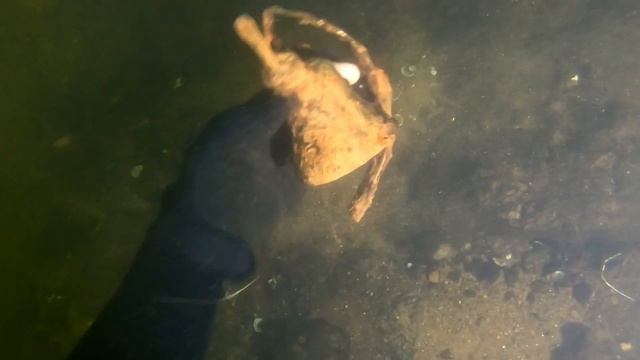Finding $50.00 Fishing Lures Underwater Scuba Diving | Nugget Noggin смотреть онлайн