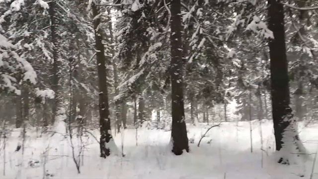 Лес зимой очень красивый! смотреть онлайн