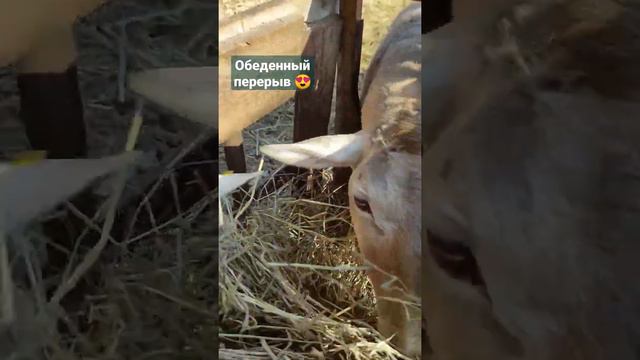 катумская овечка кушает сено🤤🤤#катумскиеовцы #овца #сено #баран #хозяйство #ферма #молоко #корова смотреть онлайн
