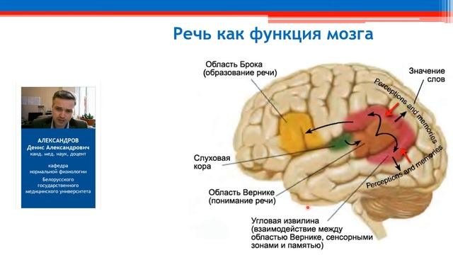 Мышление и речь. Парность и функциональная асимметрия полушарий смотреть онлайн