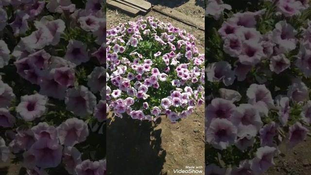 Петуния Шок Вейв в цвете Пинк Вайн. Восточный Крым. Сезон 2022г. смотреть онлайн