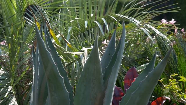 Agave Americana Update Aug 2021 in Zone 5B Ontario Canada смотреть онлайн