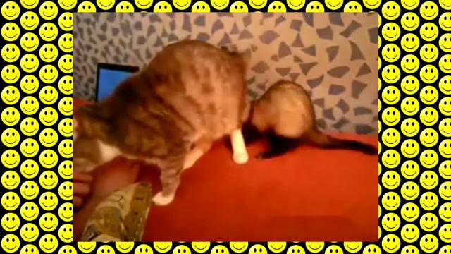 When your friend is annoying (Кот и надоедливый хорек) смотреть онлайн
