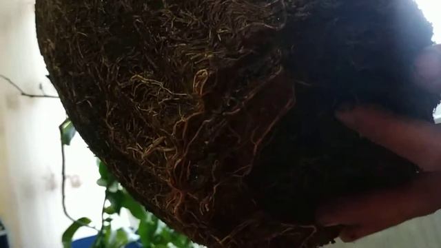 Пересадка лимона смотреть онлайн