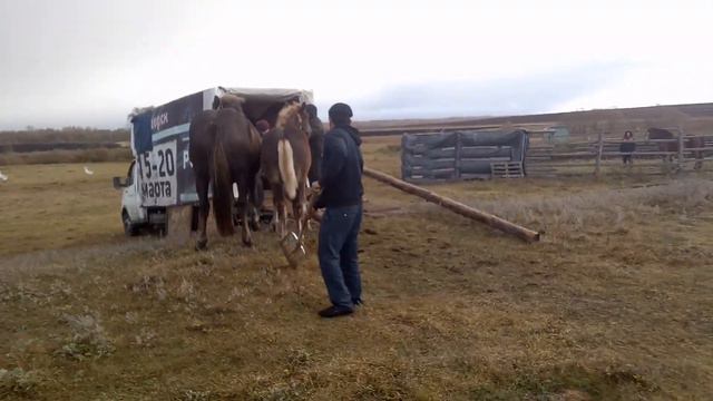 Два тяжёленьких жеребёнка смотреть онлайн