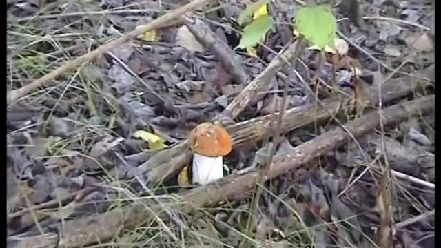 Подосиновики,подберезовики некуда девать смотреть онлайн