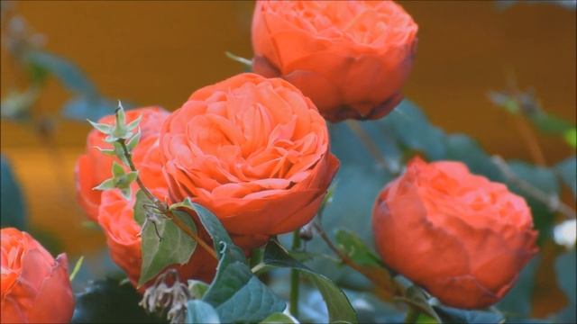 Красивая музыка пианино..Beautiful Piano Music..