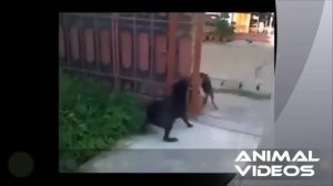 Собаки лают через открытый забор