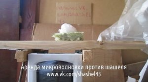 жук древоточец как избавиться Киров