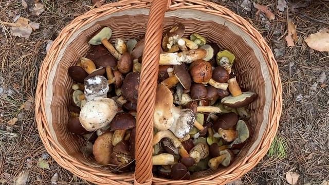 Полювання на польські гриби смотреть онлайн