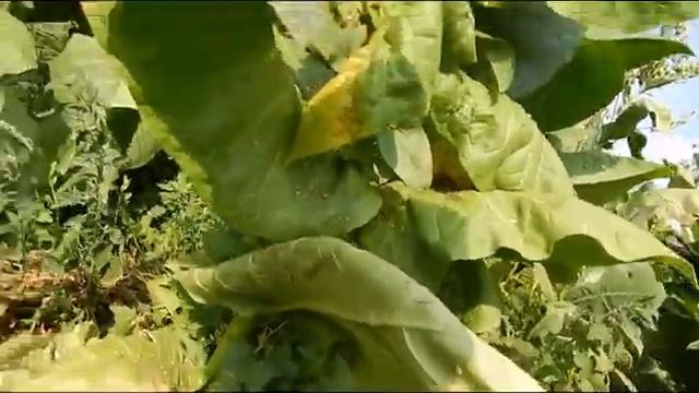 Определение зрелости табачного листа смотреть онлайн