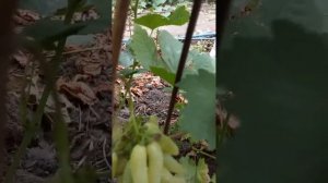 Виноград Ламборджини