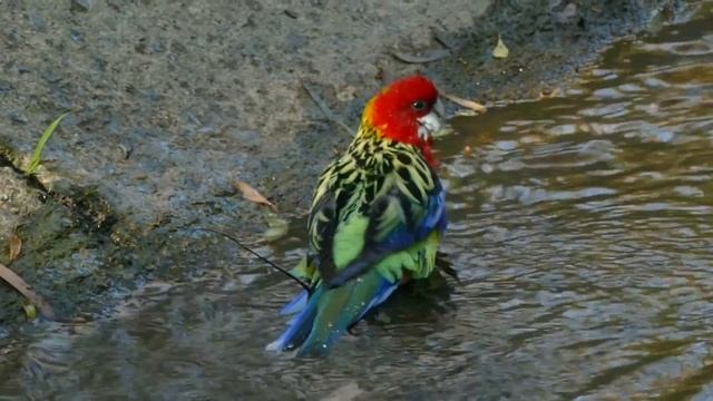 Eastern Rosella [Platycercus eximius] bathing in shallow creek Melbourne Vic September 2020 смотреть онлайн