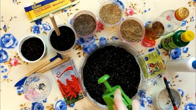 Сальвия. Яркая красавица у вас в цветнике.Выращиваем своими руками 1 посев семян. смотреть онлайн