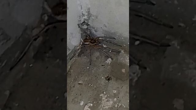 Ночной визит тарантула. смотреть онлайн