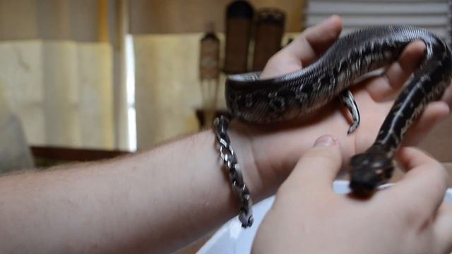 Unboxing TBC Jackson-Pitch x VPI pair of Python curtus смотреть онлайн