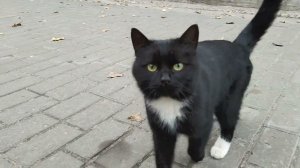 Чёрный котик, бархатный животик - гуляет. #shorts
