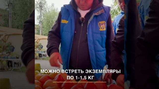 Праздник помидора в Минусинске в этом году прошел не так как раньше смотреть онлайн