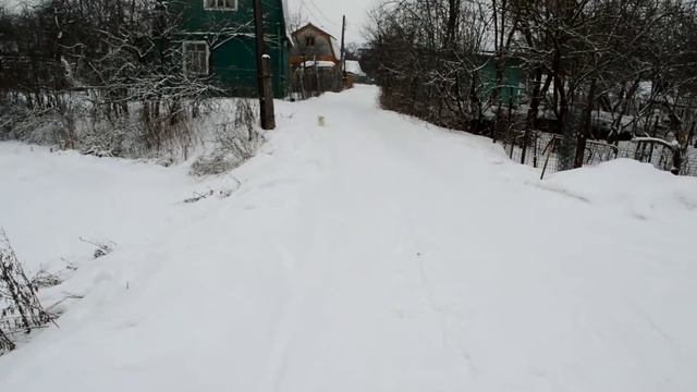 Померанский шпиц бело-коричневого окраса. Щенки. Вязки смотреть онлайн