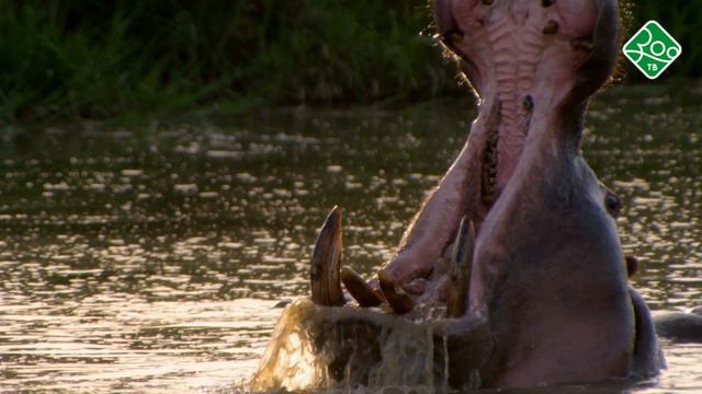 Царство животных. Анонс. Канал Зоо ТВ смотреть онлайн