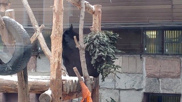 У гималайского медведя хорошее настроение смотреть онлайн