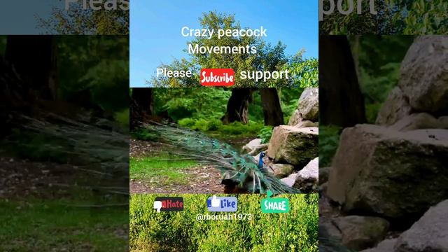 crazy peacock movement @rboruah1973 смотреть онлайн