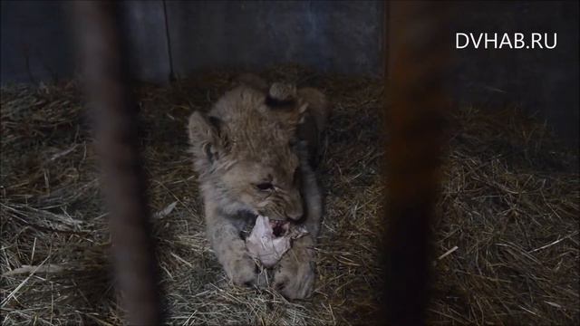Африканский лев хорошо переносит первые морозы в зоосаде им В П Сысоева смотреть онлайн