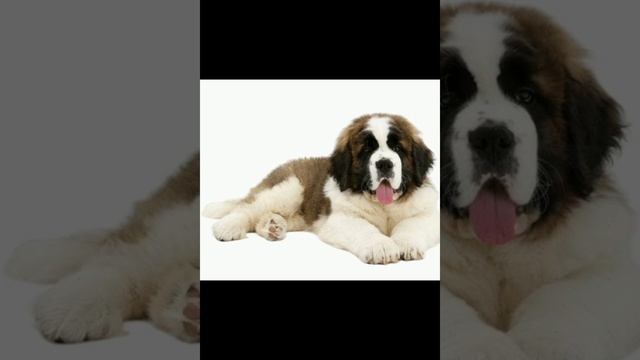 Московская сторожевая собака какое мясо и сколько можно давать смотреть онлайн